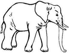 Elefant.jpg
